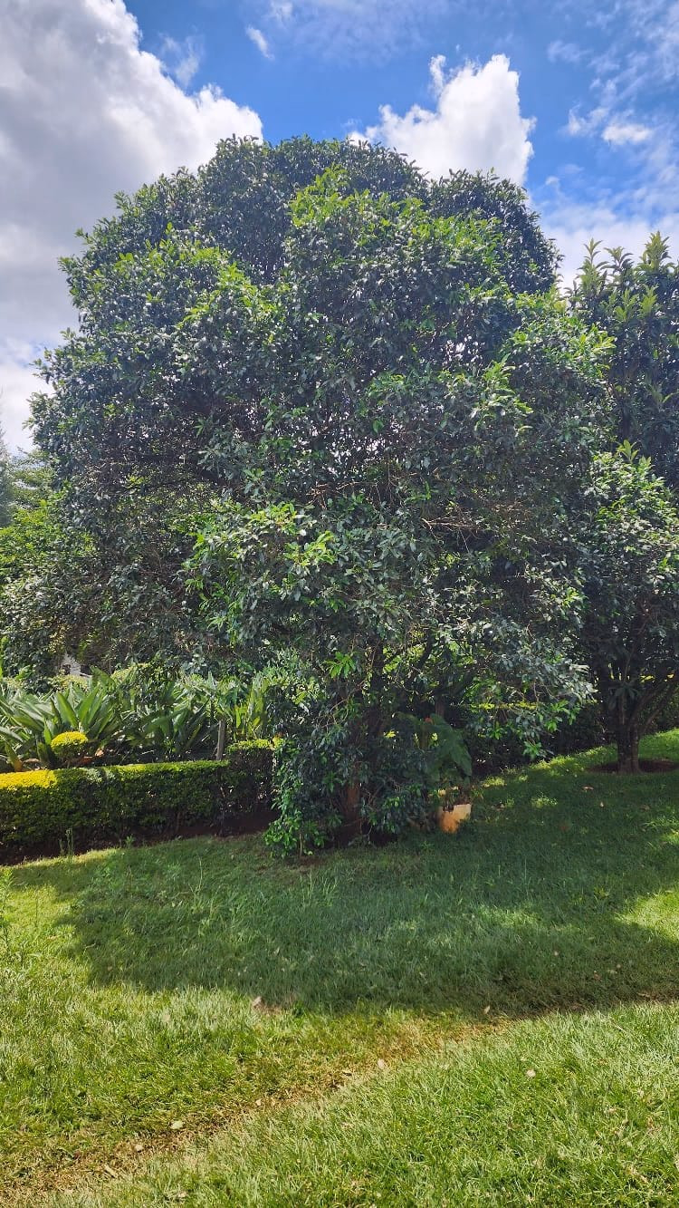 Prime Redevelopment Land - For Sale