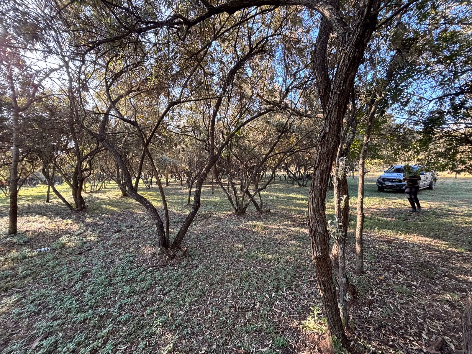 Green Park - Naivasha