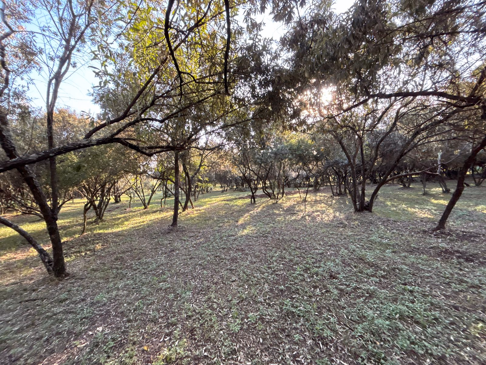 Green Park - Naivasha
